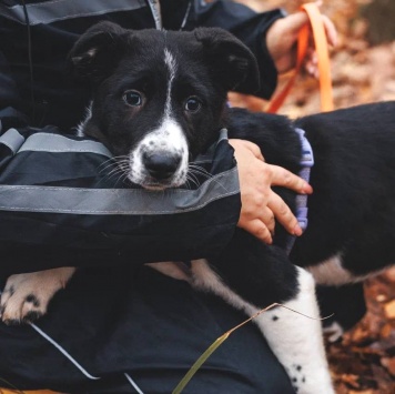 Собаки в добрые руки - Фелисити - 2