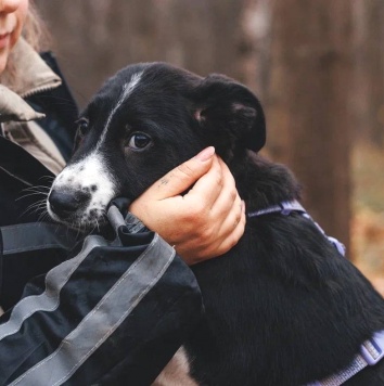 Собаки в добрые руки - Фелисити - 3