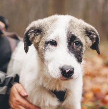 Хёга - Собаки в добрые руки