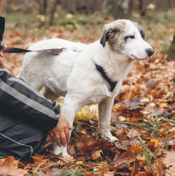 Собаки в добрые руки - Хёга - 1