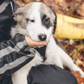 Собаки в добрые руки - Хёга - 2