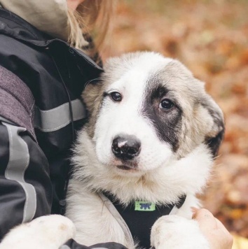 Собаки в добрые руки - Хёга - 3