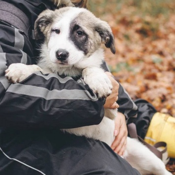 Собаки в добрые руки - Хёга - 4