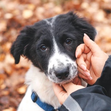 Талисса - Собаки в добрые руки