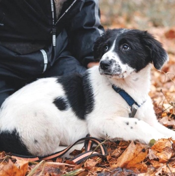 Собаки в добрые руки - Талисса - 1