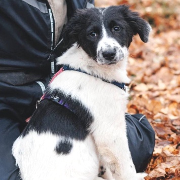 Собаки в добрые руки - Талисса - 2