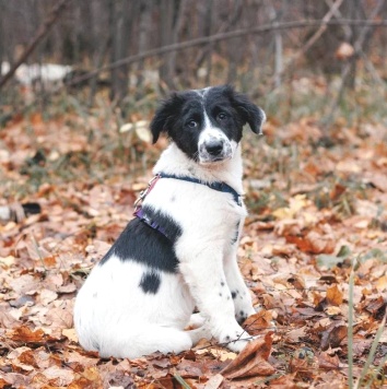 Собаки в добрые руки - Талисса - 3