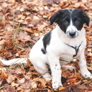 Собаки в добрые руки - Талисса - 4