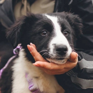Бомсу - Собаки в добрые руки