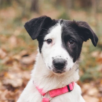 Твиги - Собаки в добрые руки