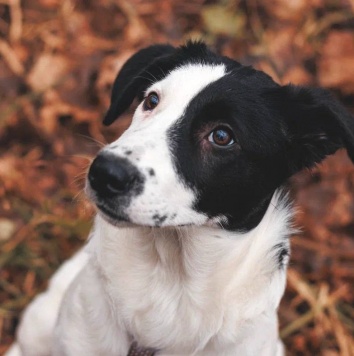 Твиги - Собаки в добрые руки