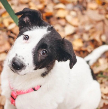 Собаки в добрые руки - Твиги - 1