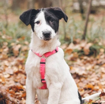 Собаки в добрые руки - Твиги - 2