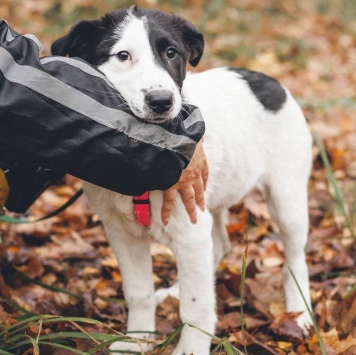 Собаки в добрые руки - Твиги - 3