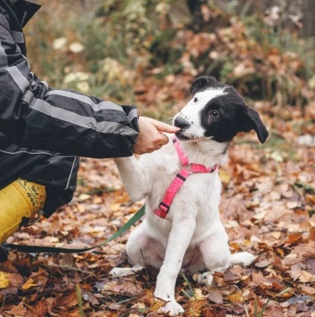 Собаки в добрые руки - Твиги - 4