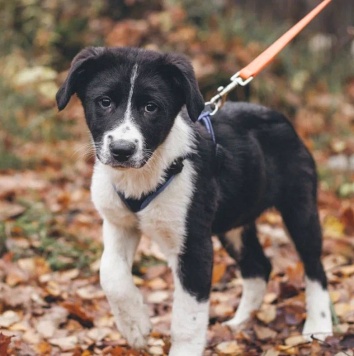 Хиро - Собаки в добрые руки