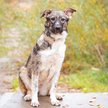 Собаки в добрые руки - Эльза - 4