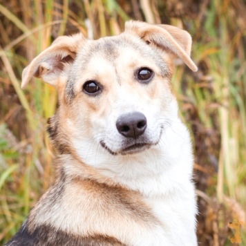 Айрис - Собаки в добрые руки