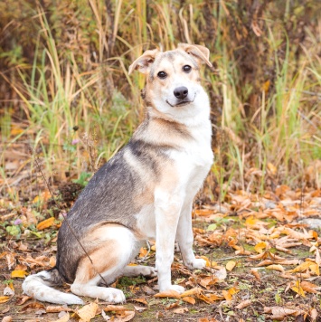 Собаки в добрые руки - Айрис - 1