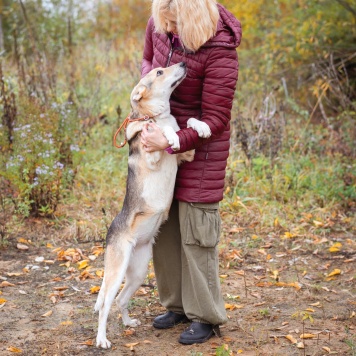 Собаки в добрые руки - Айрис - 3