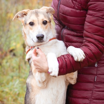 Собаки в добрые руки - Айрис - 4