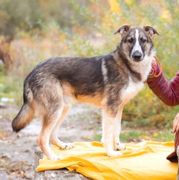Симба - Собаки в добрые руки