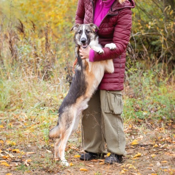 Собаки в добрые руки - Симба - 2
