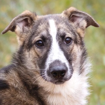 Собаки в добрые руки - Симба - 4