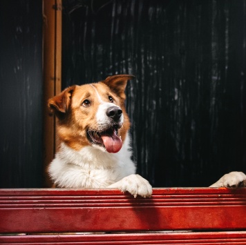 Байрон - Собаки в добрые руки