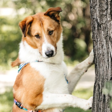 Собаки в добрые руки - Байрон - 1
