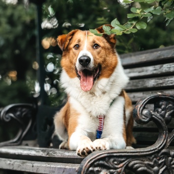 Собаки в добрые руки - Байрон - 2