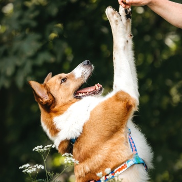 Собаки в добрые руки - Байрон - 3