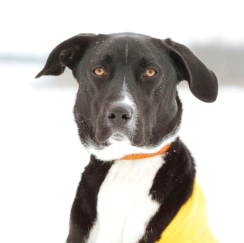 Собаки в добрые руки - Агат