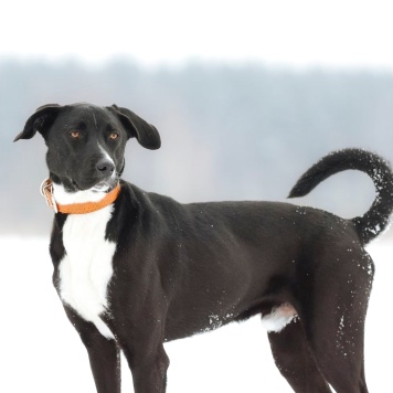 Собаки в добрые руки - Агат - 1