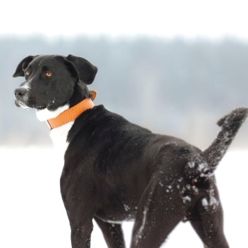 Собаки в добрые руки - Агат - 3