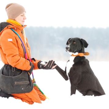 Собаки в добрые руки - Агат - 4