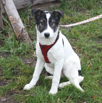 Панда - Собаки в добрые руки