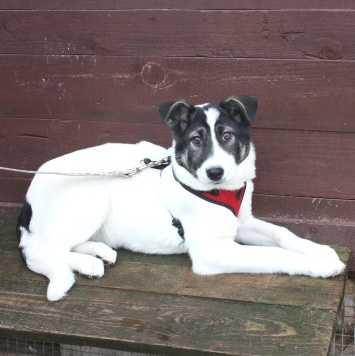 Собаки в добрые руки - Панда - 1