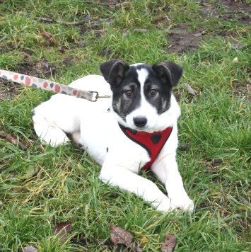 Собаки в добрые руки - Панда - 2