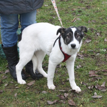 Собаки в добрые руки - Панда - 3