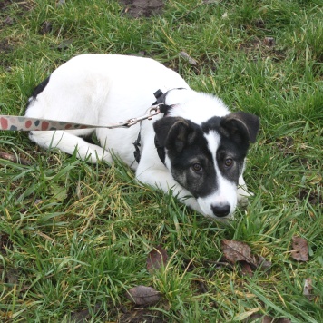 Собаки в добрые руки - Панда - 4