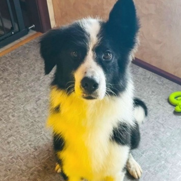 Собаки в добрые руки - Ром