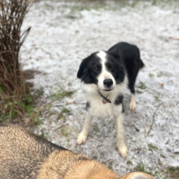 Собаки в добрые руки - Ром - 2