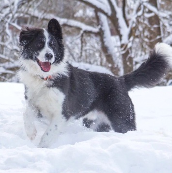 Собаки в добрые руки - Ром - 3