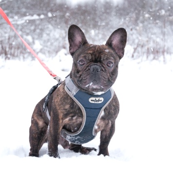 Пряня - Собаки в добрые руки
