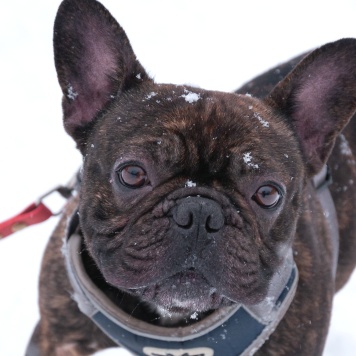 Собаки в добрые руки - Пряня - 1