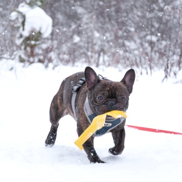 Собаки в добрые руки - Пряня - 2