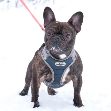 Собаки в добрые руки - Пряня - 3