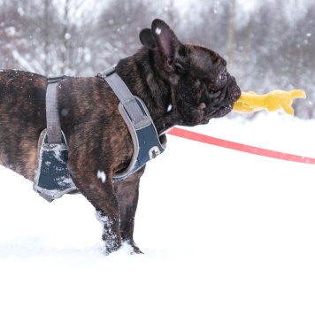 Собаки в добрые руки - Пряня - 4