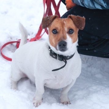 Майло - Собаки в добрые руки